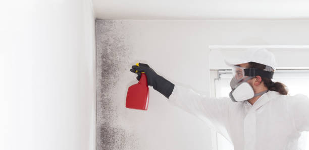 Best Mold Remediation for Schools in Twin Lakes, NM