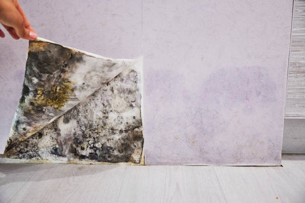 Best Mold Remediation for Specific Building Types in Twin Lakes, NM